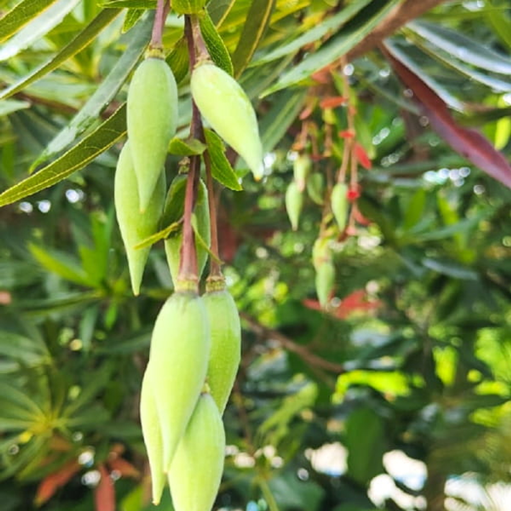 Элеокарпус крупноцветковый – Elaeocarpus grandiflorus (65)