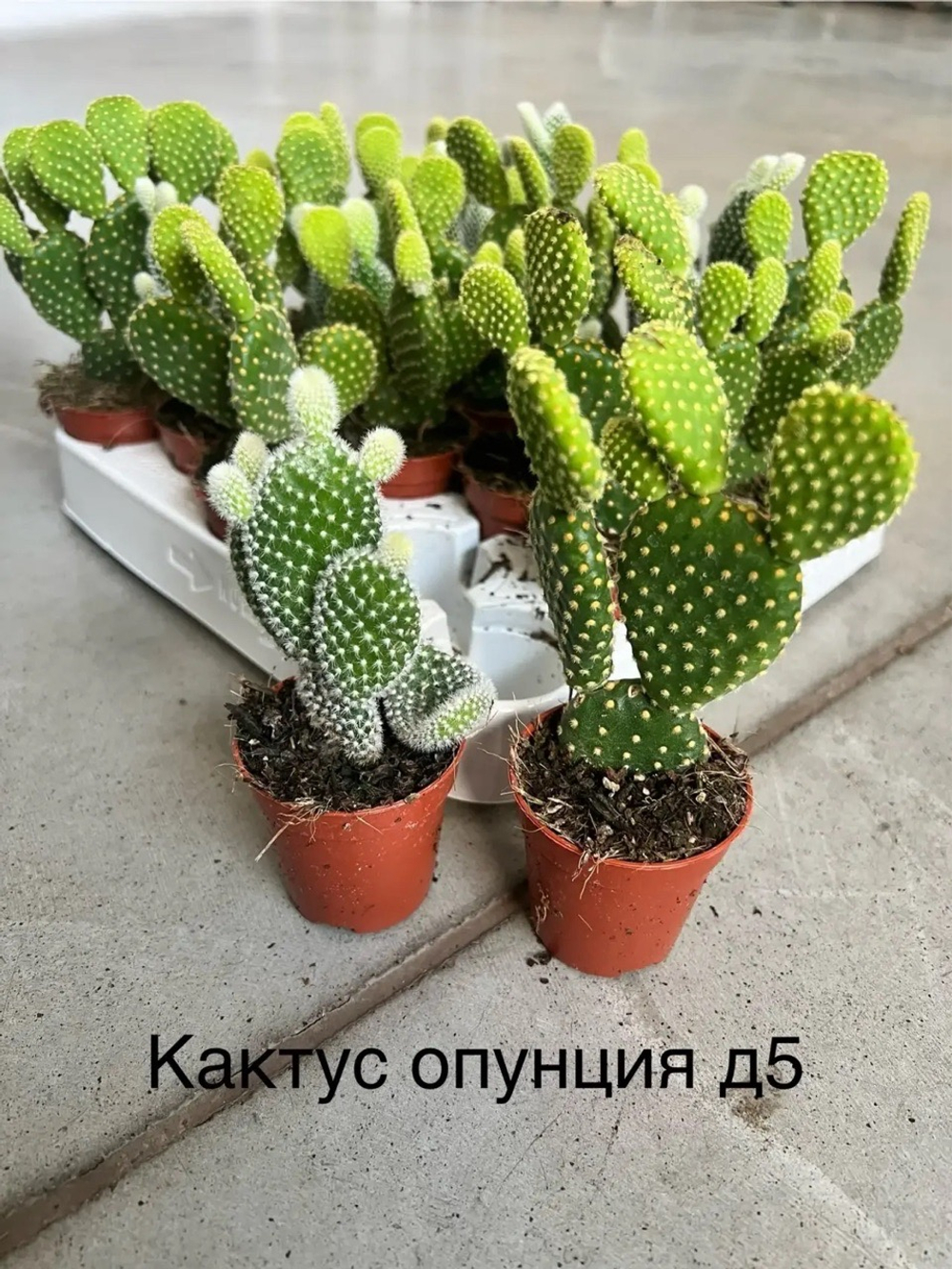 Кактус Опунция d5