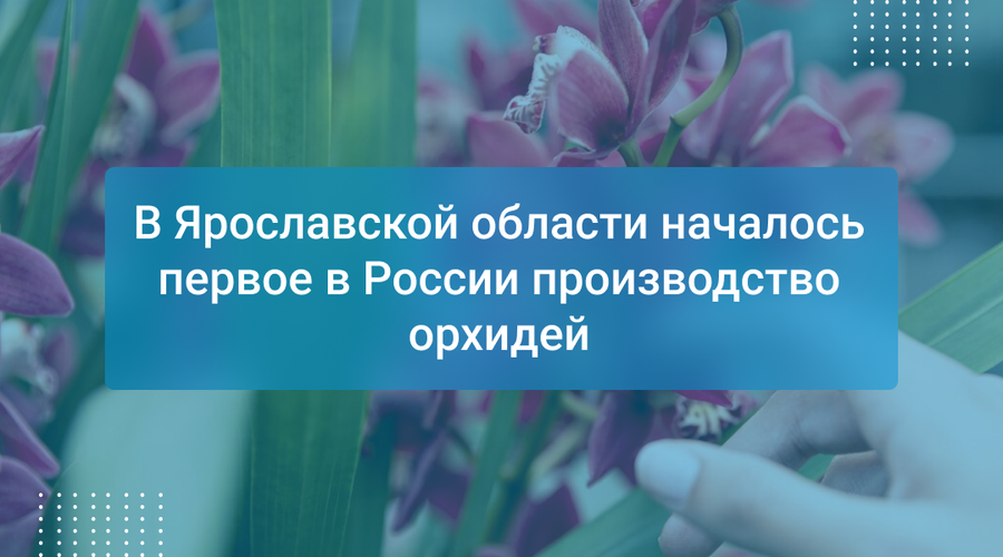 В Ярославской области началось первое в России производство орхидей