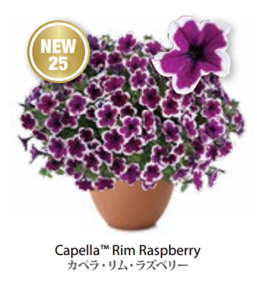 ЕВРО неукор Петуния CAPELLA Rim Raspberry ЕВРО НЕукоренный черенок (срезы) НОЯБРЬ поставка 3