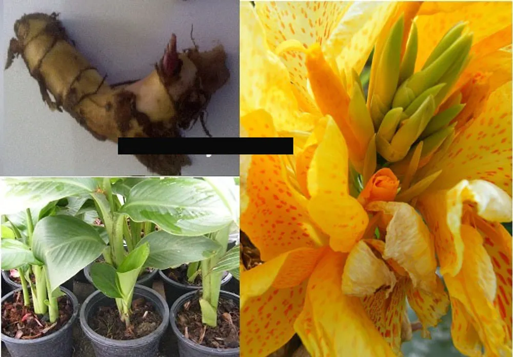 Канна Индийская Canna Indica Yellow Red Dot