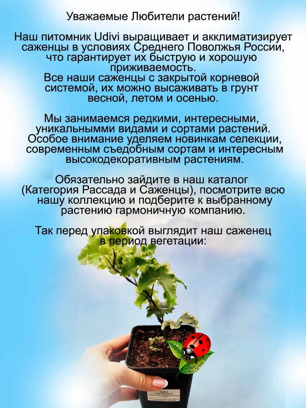 Хедера Сесилия Плющ гофрированный