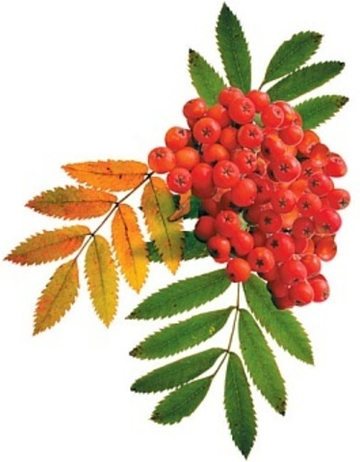 Украшение на скотче Осенний набор Рябина 25*25 см. 10 шт.