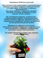 Калибрахоа Пурпурное свечение