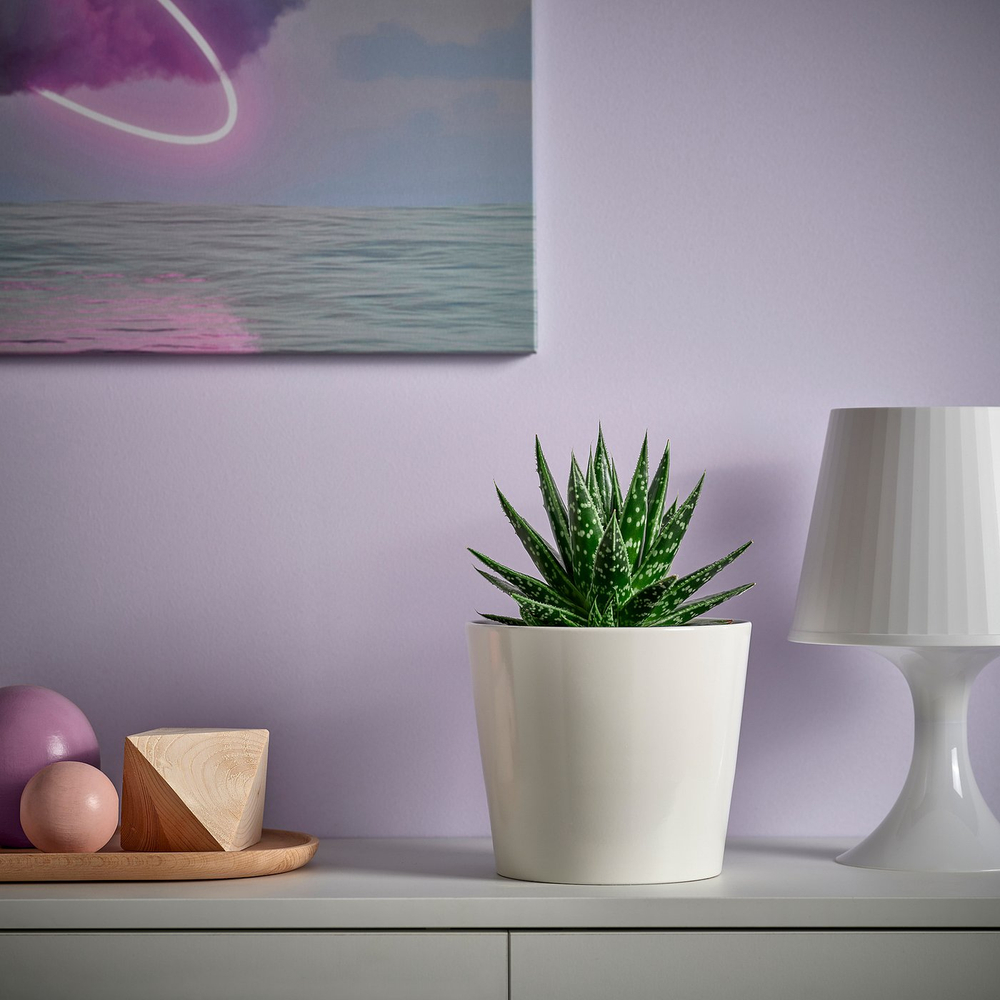 IKEA SUCCULENT  (ИКЕА СУССУЛЕНТ)  -  Комнатное растение в горшке - разные расцветки 15 см