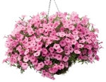 Петуния ампельная Vista Bubblegum (П16)