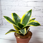 Sansevieria Hahnii Jade Marginata (Сансевиерия)