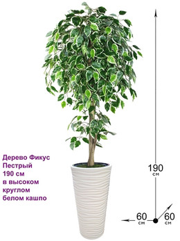 Искусственное дерево Фикус Пестрый 190 см в высоком круглом белом кашпо