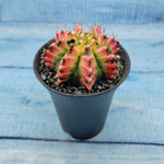 Gymnocalycium Variegata (Гимнокалициум Вариегатный)