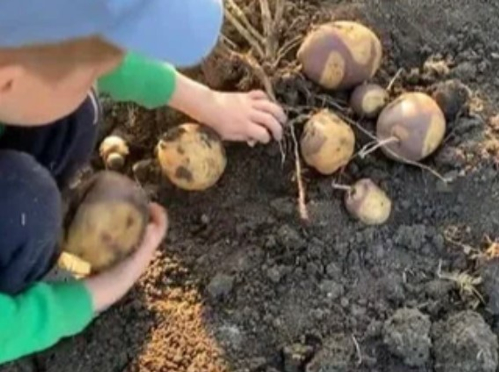 Картофель Маскарад, комплект из 10 клубней