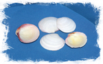 Кодакия Тигерина, 4-6см, 100гр, 10шт