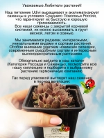 Молодило Голлум хамелеон каменная роза