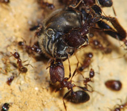Pheidole yeensis