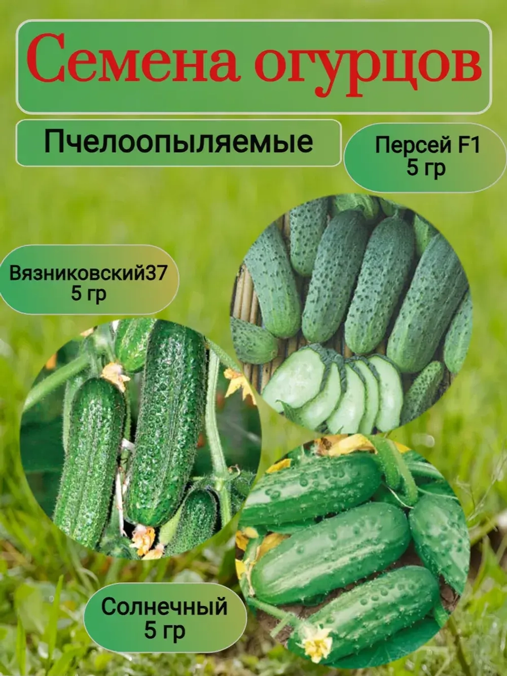 Семена огурцов пчелоопыляемые 3 сорта