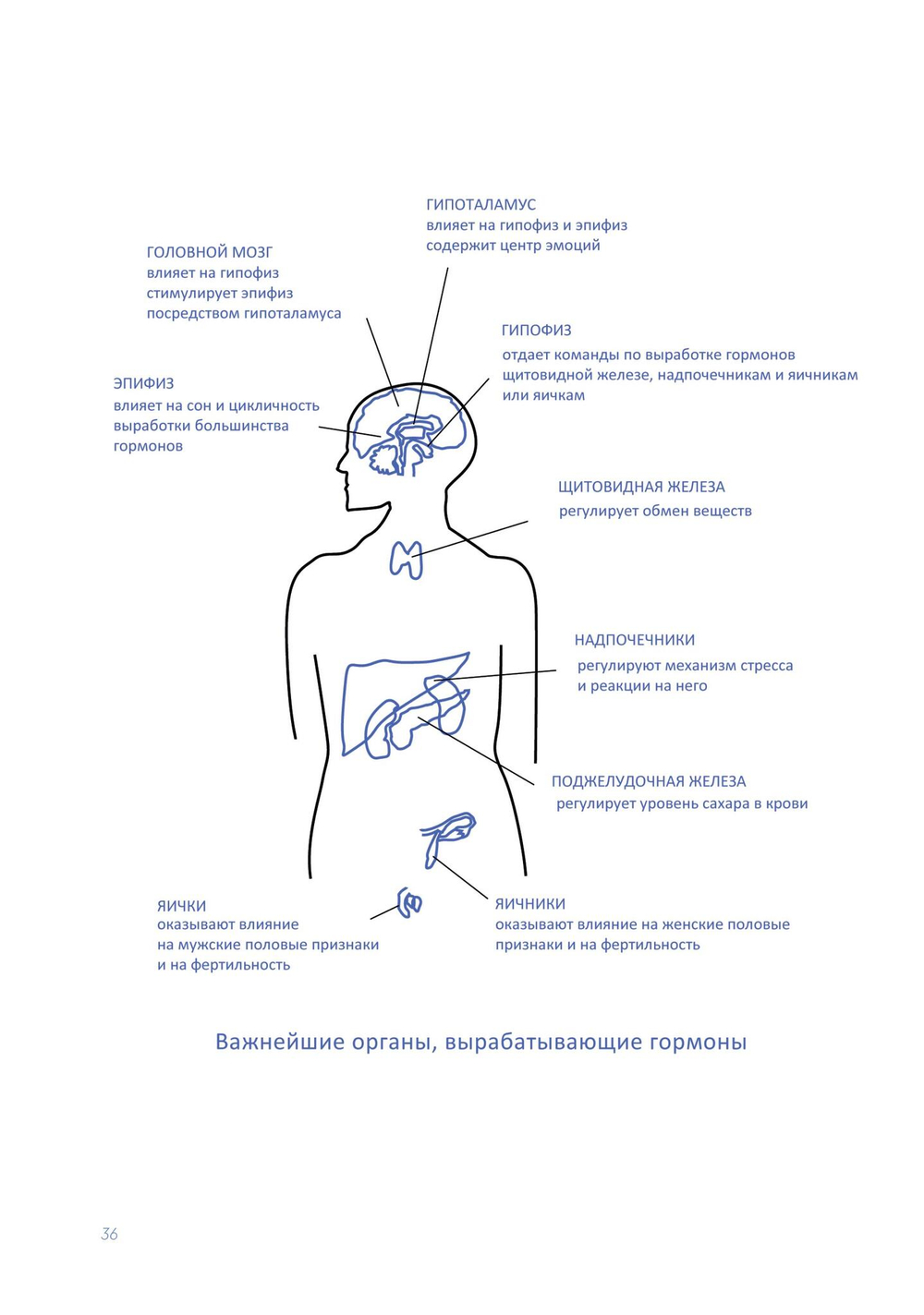 HOMO ENERGETICUS. Победите усталость и восстановите баланс головного мозга, гормонов и кишечника