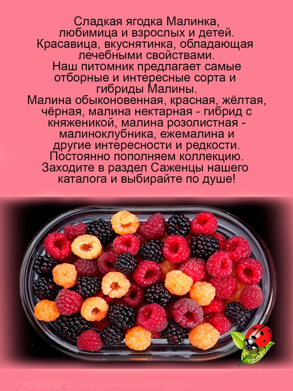 Тибетская малина розолистная малиноклубника
