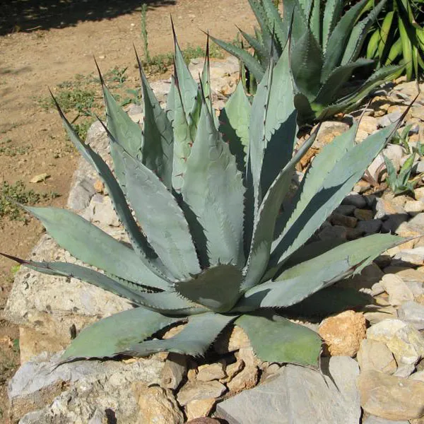 Агава (Agave Durangensis) 4 шт