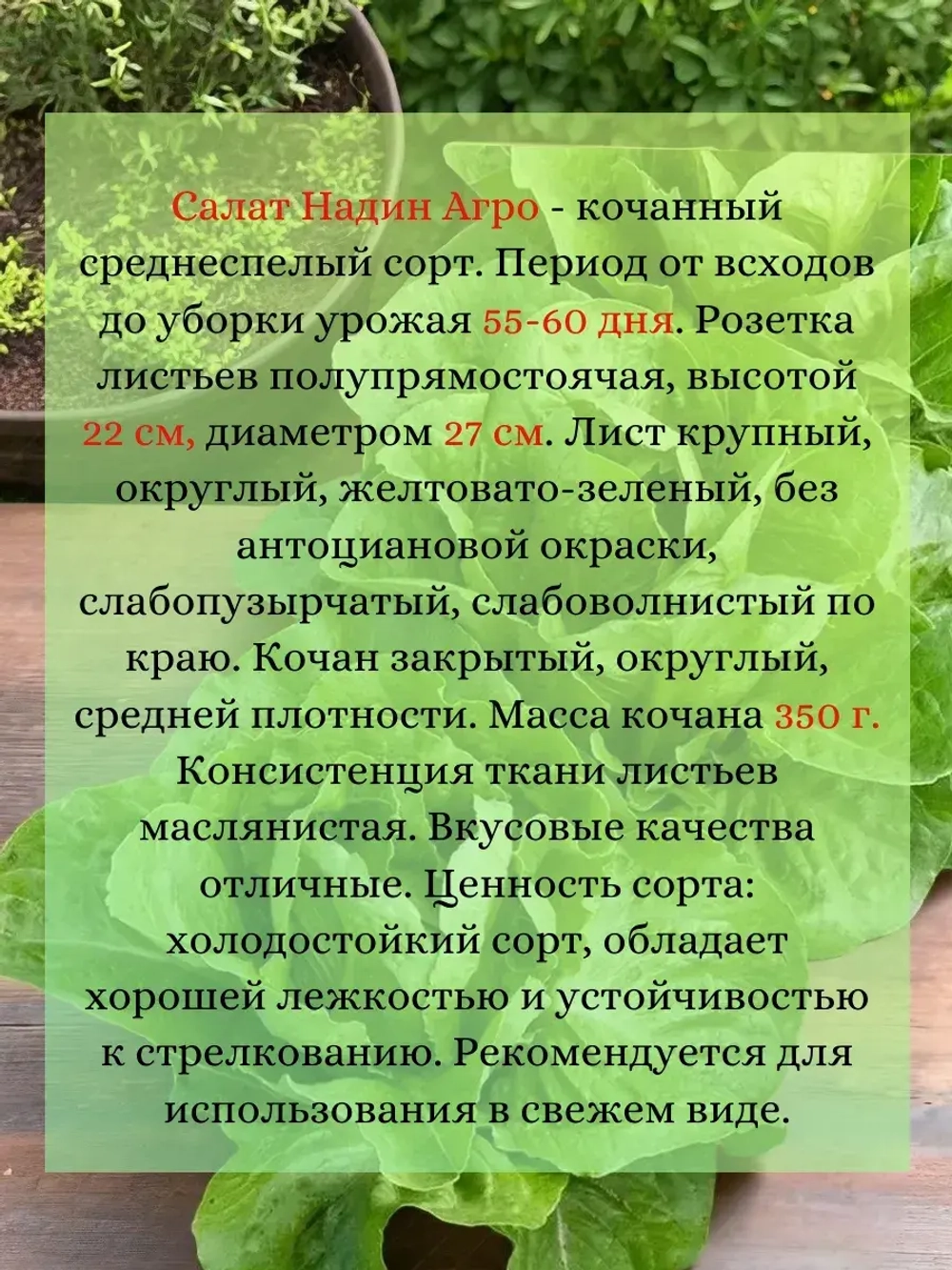 Салат семена "Надин Агро" 2,5 гр