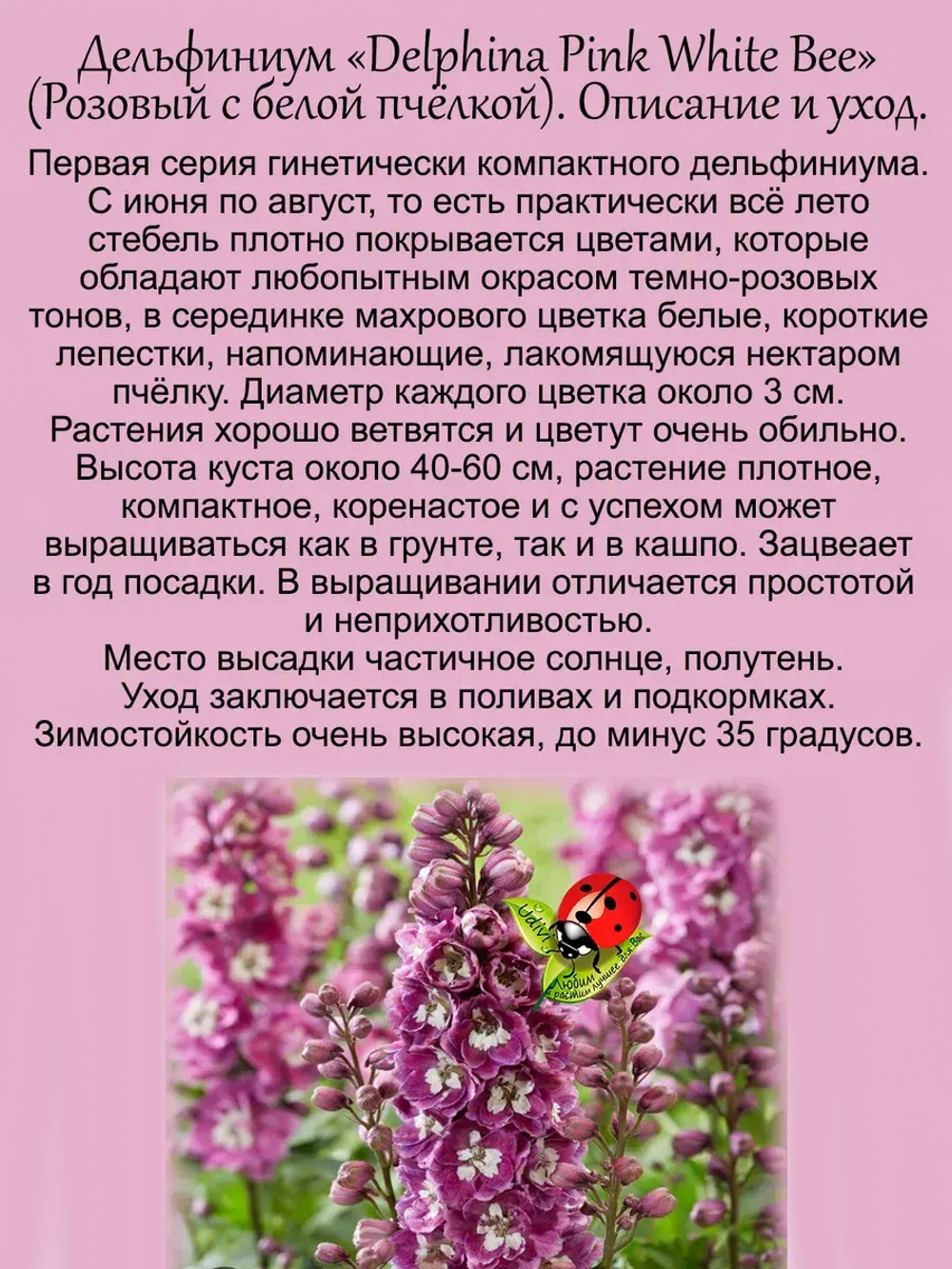 Дельфиниум Розовый с белой пчёлкой