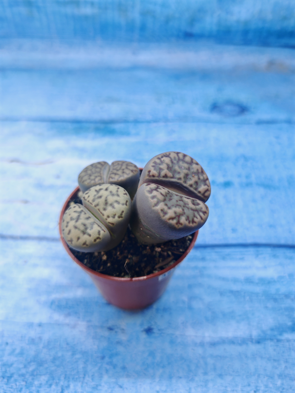 Lithops sp. (Литопсы)