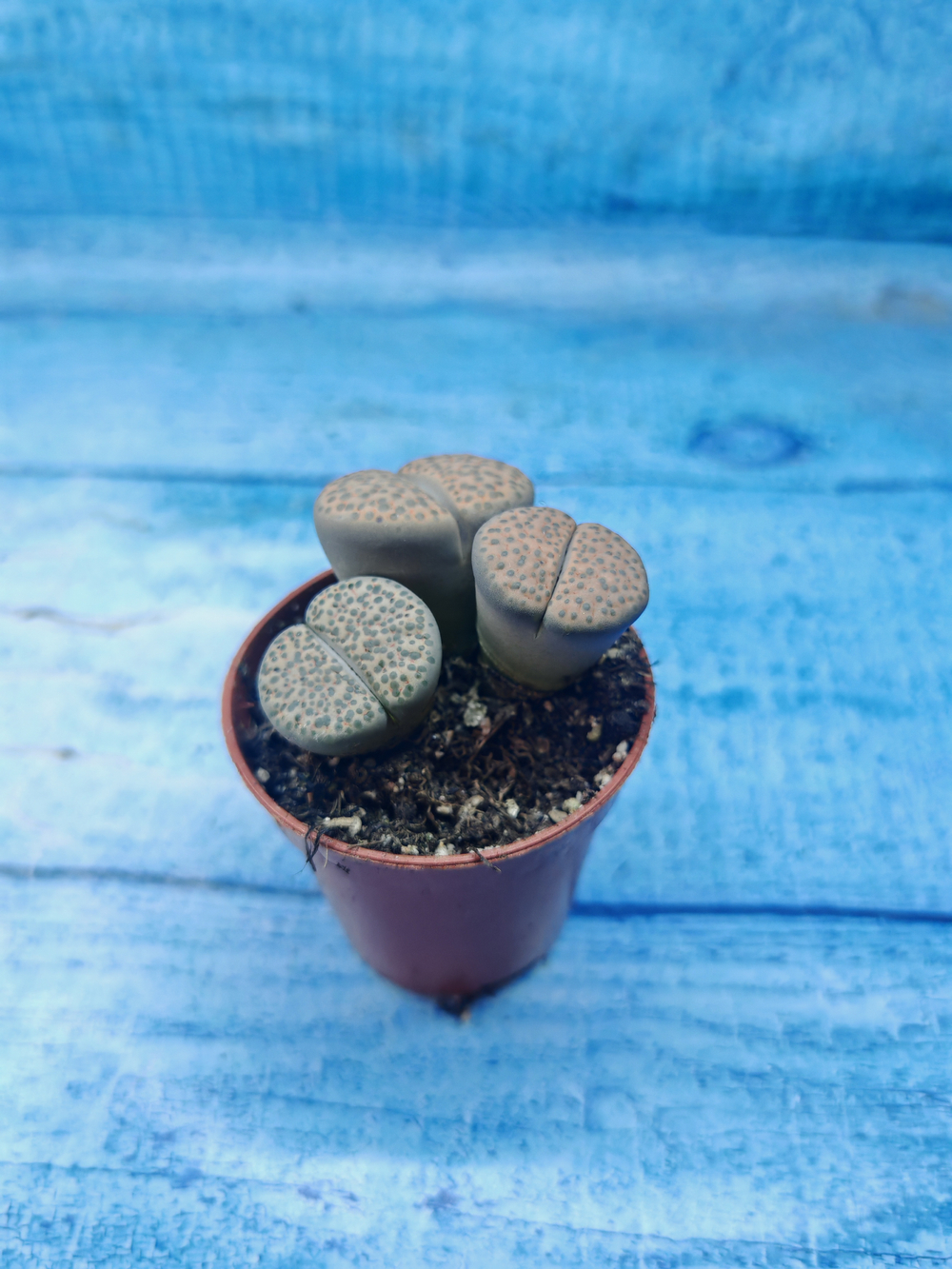 Lithops sp. (Литопсы)