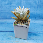 Senecio Haworthii (Крестновник)