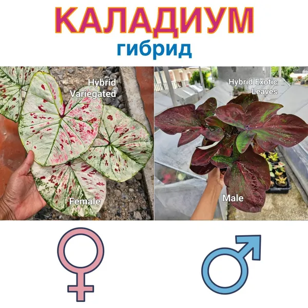 Каладиум гибрид вариегатный х Гибрид экзотик семена 5 штук