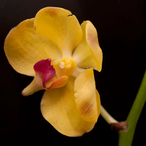 Орхидея Ванда (Vanda orchid) желтая
