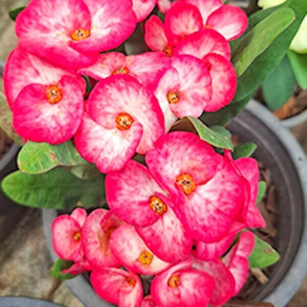 Эуфорбия Миля SHOCKING PINK