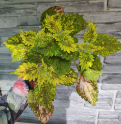 Yellow Kakariki Тай колеус