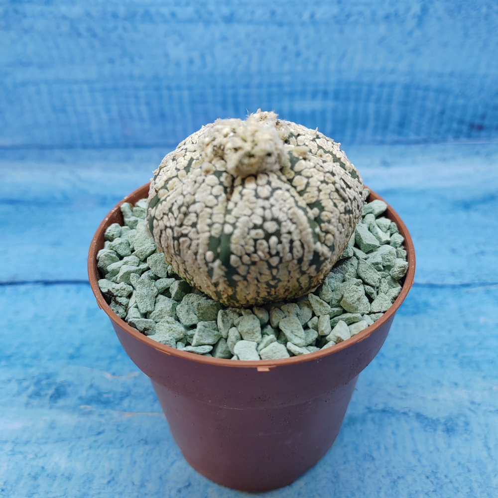 Astrophytum Asterias "Super Kabuto" (Астрофитум)