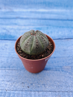 Euphorbia Obesa (Эуфорбия)