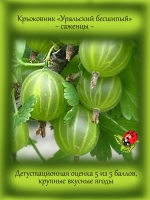 Крыжовник Уральский бесшипный