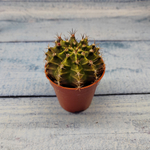 Gymnocalycium Friedrichii (Гимнокалициум)
