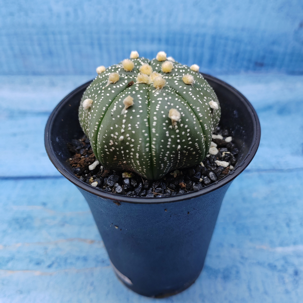 Astrophytum Asterias (Астрофитум)