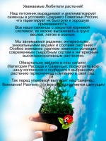 Колокольчик Альба карпатский белый