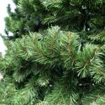 Уличная ёлка Испанская 28 м, каркасная, ПВХ, Green Trees
