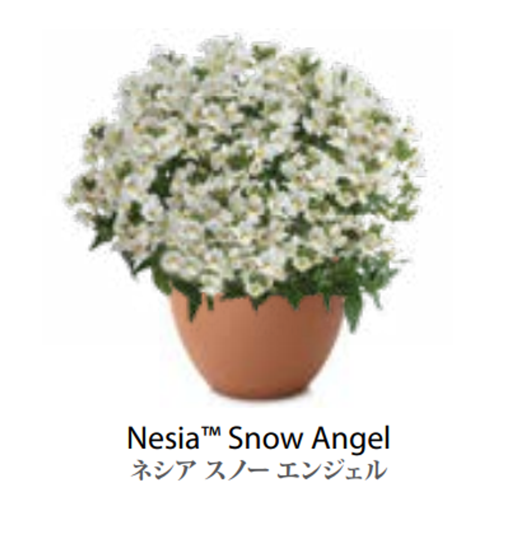 ЕВРО Немезия Nesia Snow Angel укорененный ЕВРО черенок февраль поставка 11