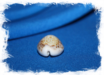 Ципрея турдус (Cypraea turdus)