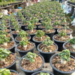Адениум DHA PHET PAN LAN (PPL) корнесобственный
