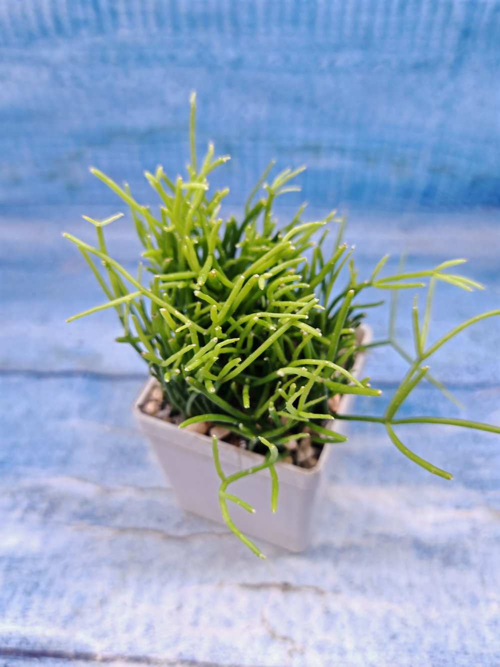 Rhipsalis Cassutha (Рипсалис)