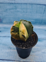 Astrophytum Myriostigma variagate (Астрофитум вариегатный)