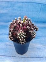 Gymnocalycium T-Rex Pink hybrid (Гимнокалициум T-rex)