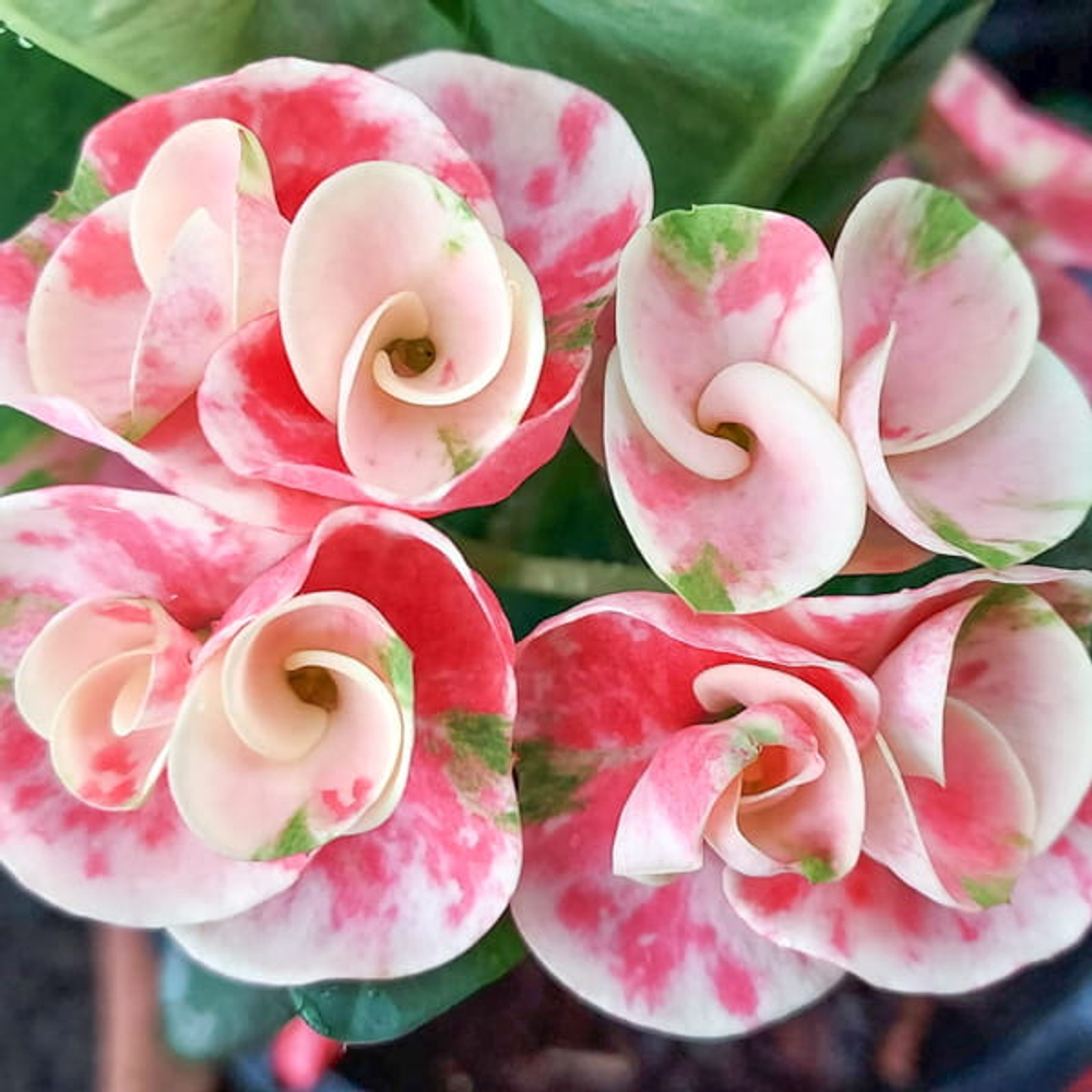 Эуфорбия Миля HYDRANGEA (32)