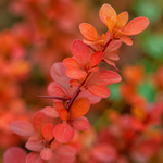 Барбарис ‘Orange Dream’