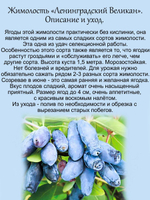 Жимолость Ленинградский великан