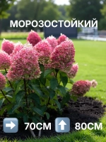 Пинк Промис гортензия метельчатая