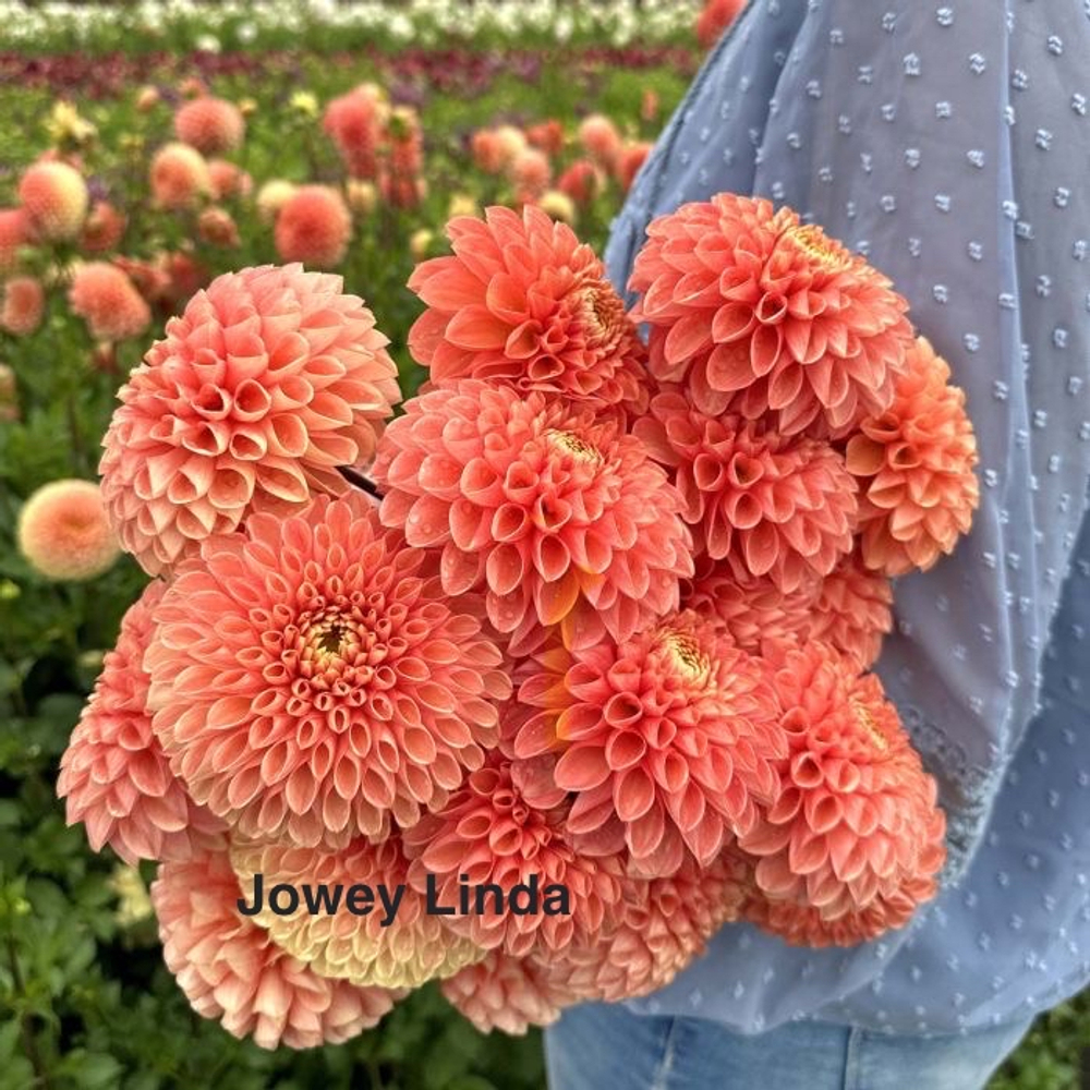 Георгина Джовей Линда (Jowey Linda), корнеклубень